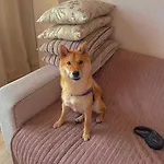 Appartamento Arcadia Palmyra House With A Sea View *