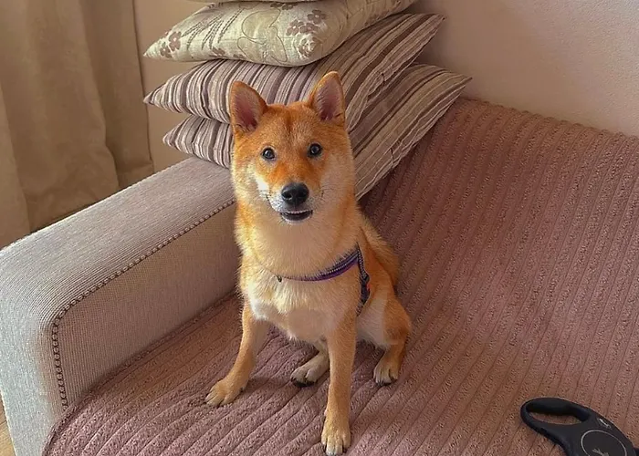 Appartement Arcadia Palmyra House With A Sea View *